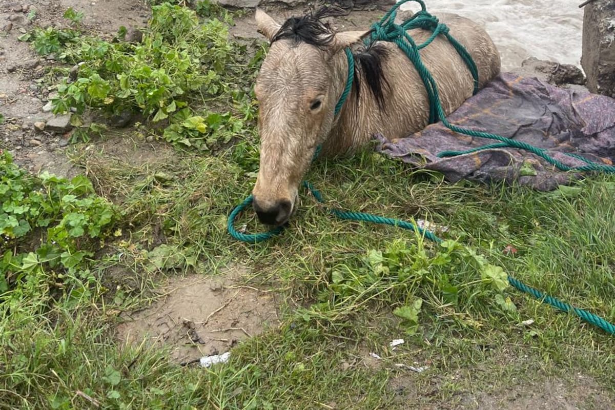 Rescate en Rosarito: Salvan a potro arrastrado por fuertes corrientes en el arroyo Huahutay