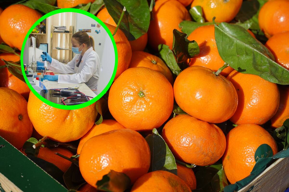 Estudio identifica cambios en genes gracias a una dieta rica en mandarina