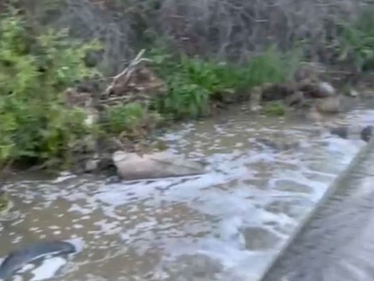De nueva cuenta denuncian derrames de aguas negras en el Cañón Rosarito