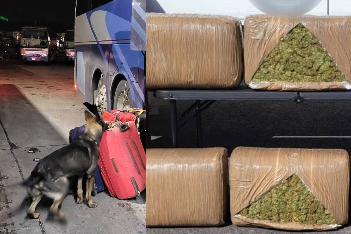 Zacatecas: aseguran 80 kilos de mariguana escondidos dentro de maletas en central de autobuses