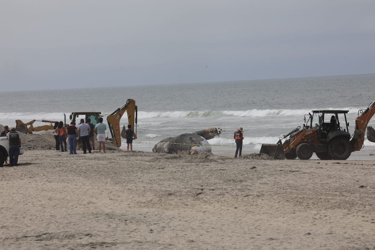 La Profepa lideró a las máquinas que comenzaron a excavar un hoyo para poder enterrar al animal. Foto: Sergio Ortiz