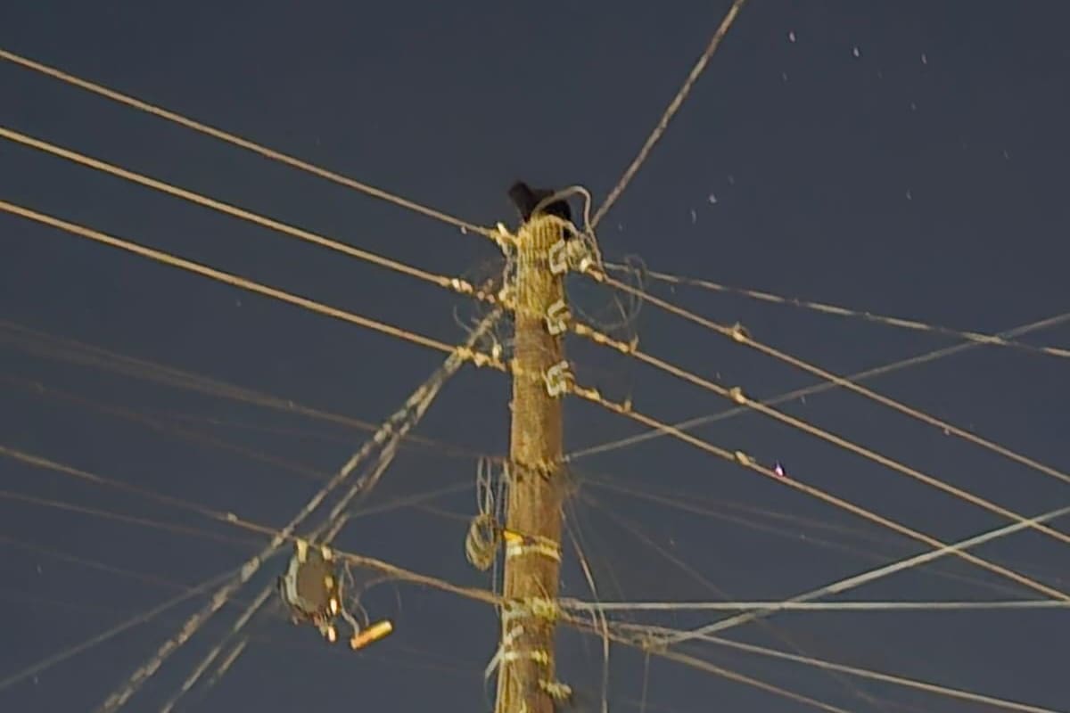 Tras más de 24 horas en un poste de alta tensión, rescatan a gato en SLRC
