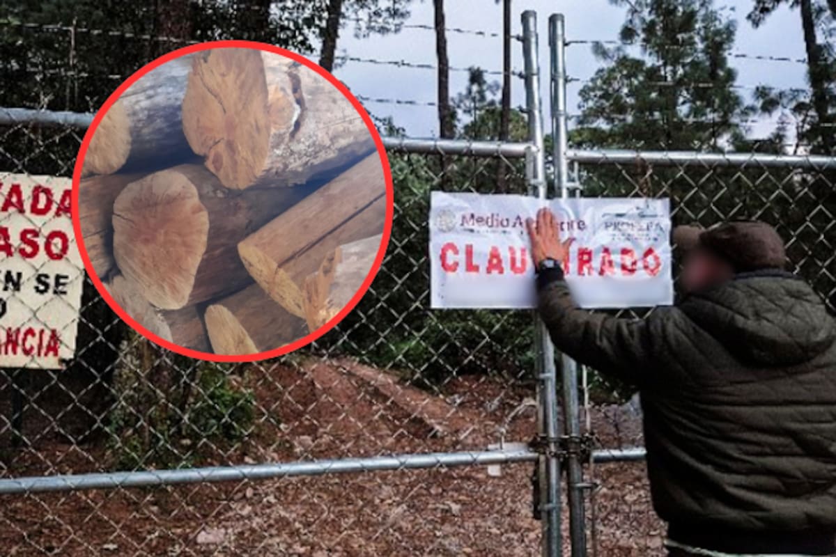 Profepa asegura casi 23 m³ de madera y clausura obras ilegales en Área Natural Protegida de Valle de Bravo y Amanalco, Edomex