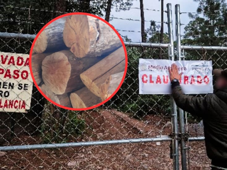 Profepa asegura casi 23 m³ de madera y clausura obras ilegales en Área Natural Protegida de Valle de Bravo y Amanalco, Edomex