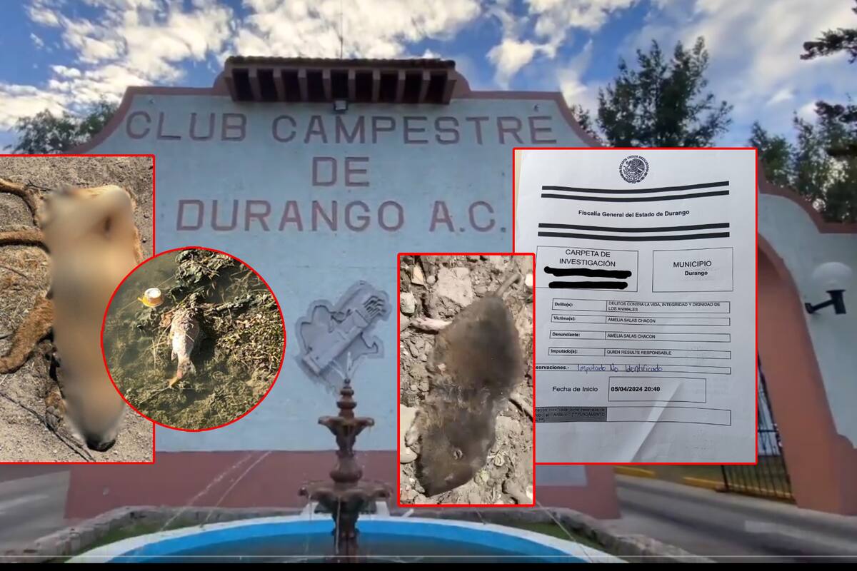 Envenenamiento masivo de perros, gatos y aves en Durango: Denuncian a Club Campestre e investigan