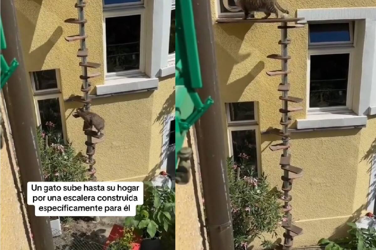 VIDEO: Gato Ingenioso sube por su propia escalera de caracol hasta el interior de su casa