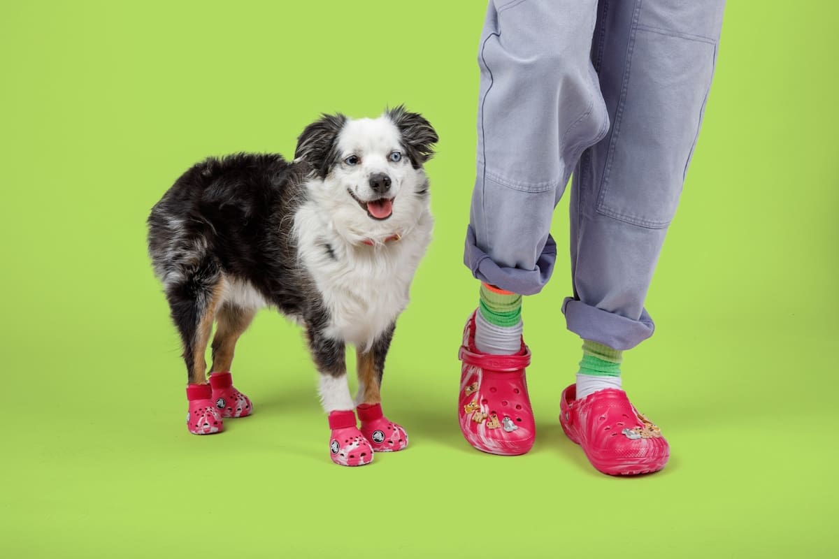 Lanzan Crocs para perritos: ¿Cuándo llegarán a México y cuál será su precio?