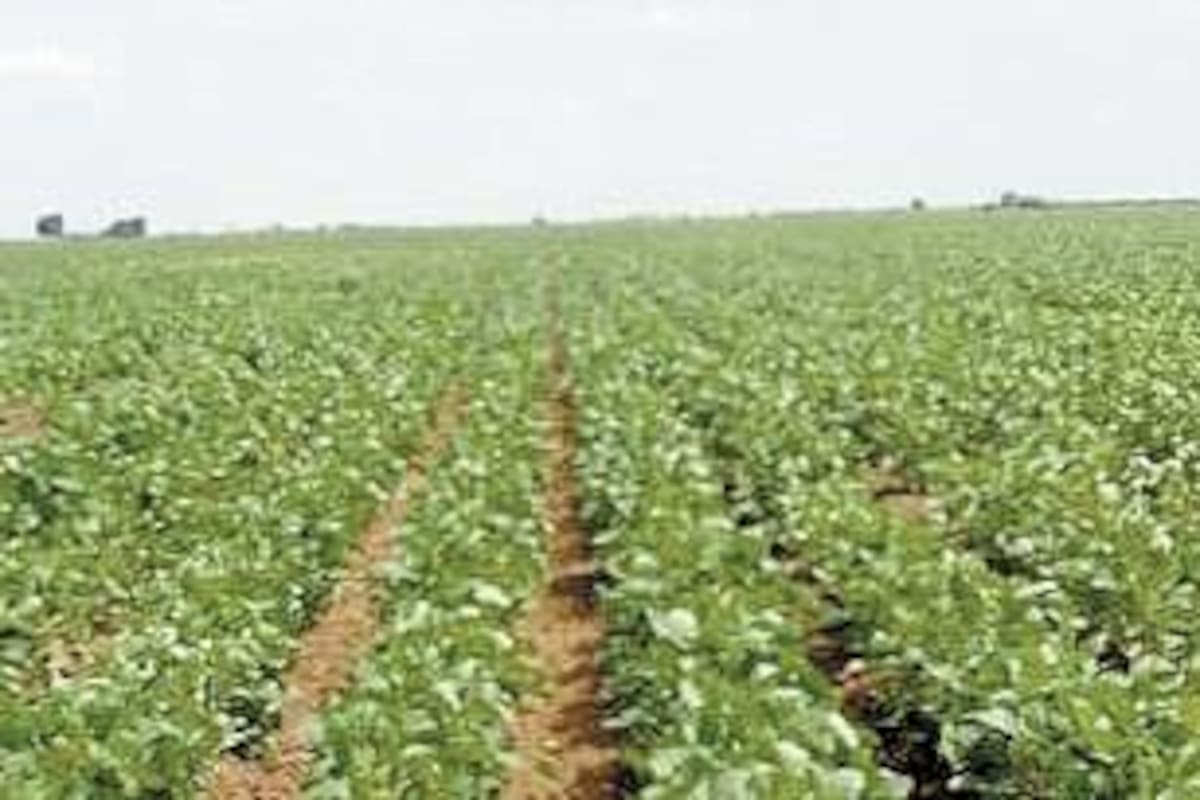 Cultivo de soya, un generador de empleos en Valle del Yaqui