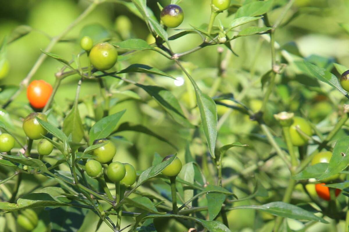 Registran en Álamos buena cosecha de chiltepín este año