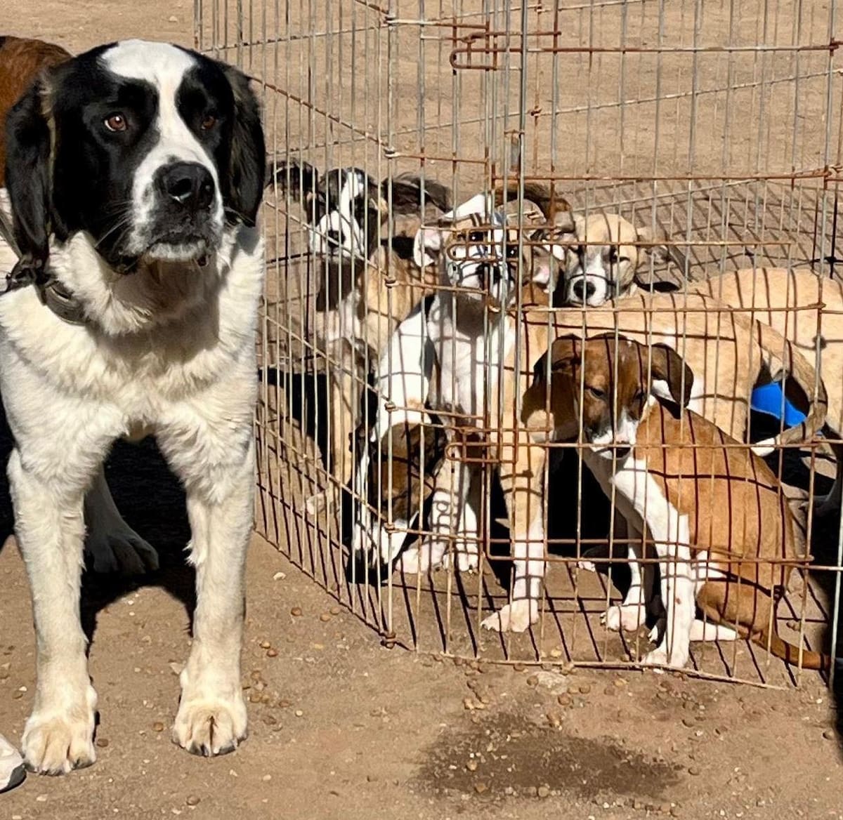 Integrantes de Voluntariado Rosarito y Huellitas Enjambre presentaron una denuncia ante Sindicatura y aseguran que les impidieron continuar con su labor en Control Animal.
Fotos: Carmen Gutiérrez.