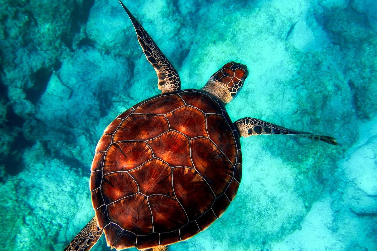 Día Mundial de la vida silvestre : ¿Cuáles son las principales amenazas?