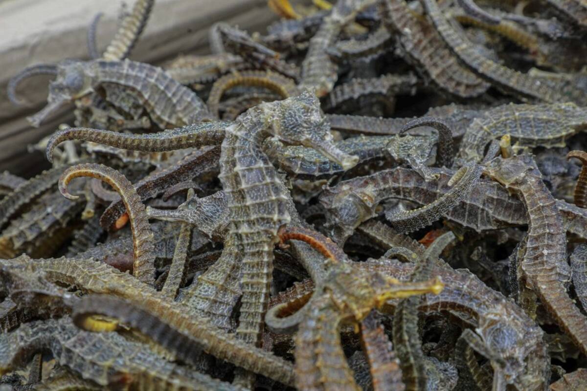 Atentado ecológico: Decomisaron 12,3 millones de caballitos de mar secos en Perú
