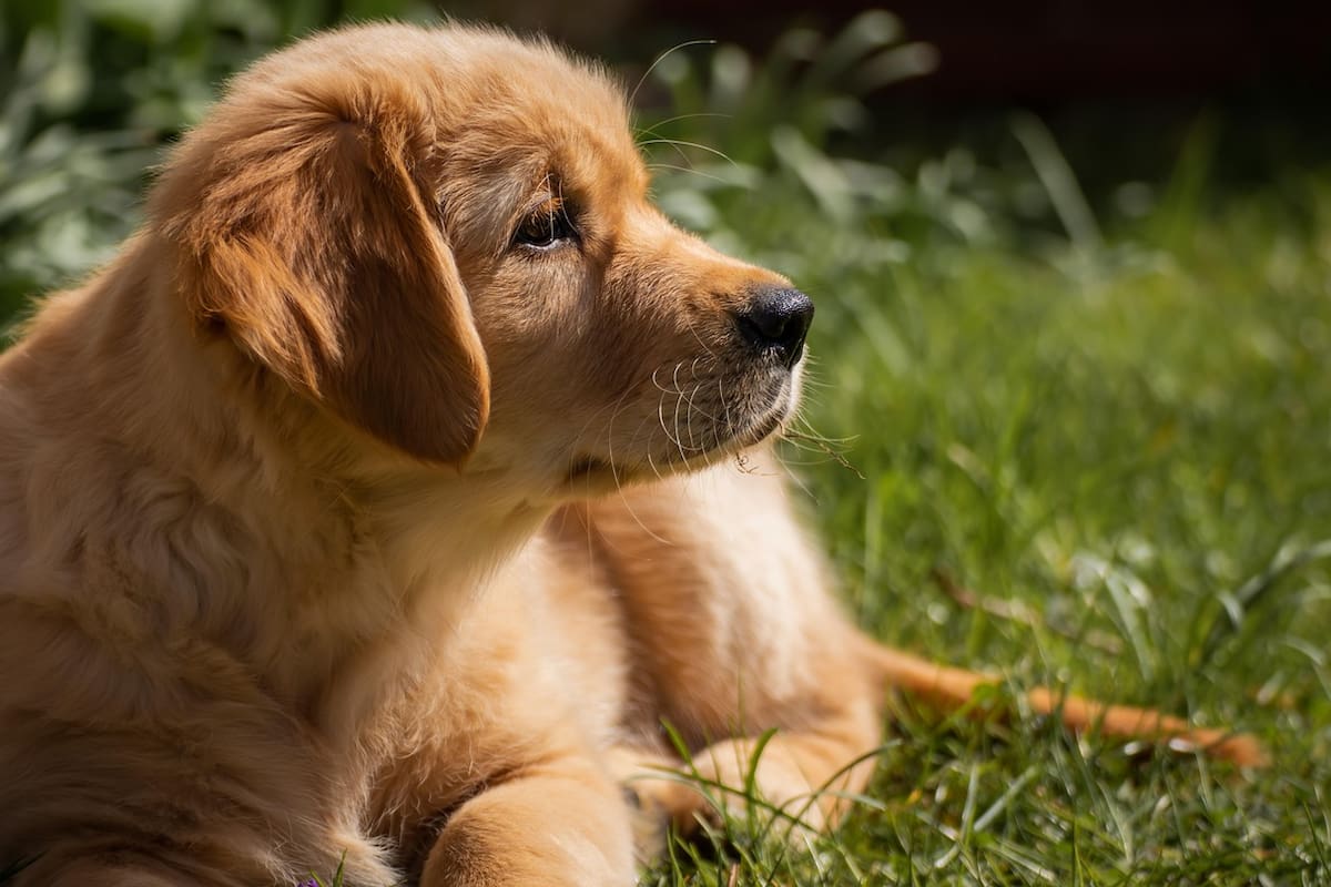 Buscarán esterilizar 150 mascotas al día; aprueban reglamento de bienestar animal