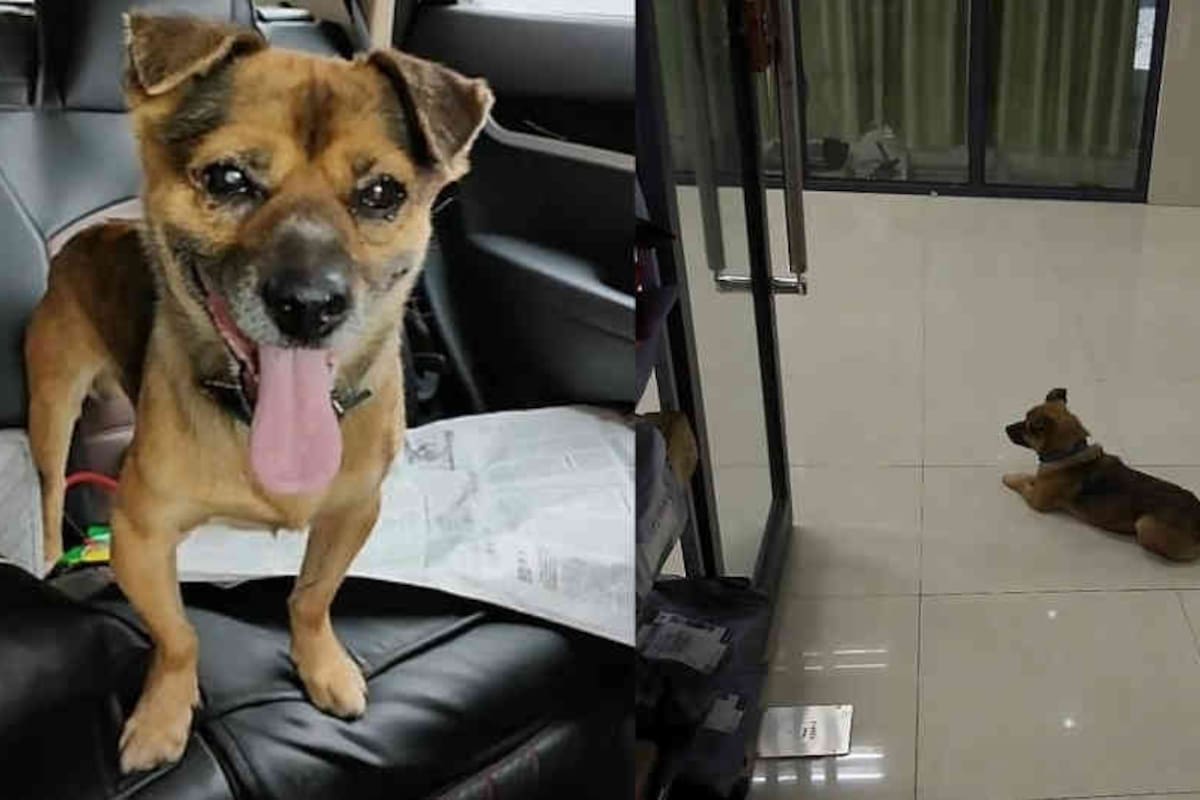 Perro esperó tres meses a su amo, quien murió de covid-19