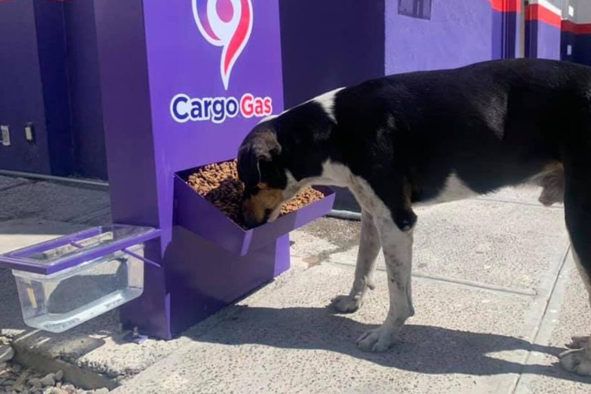 Gasolinera se hace viral por alimentas a perritos de la calle