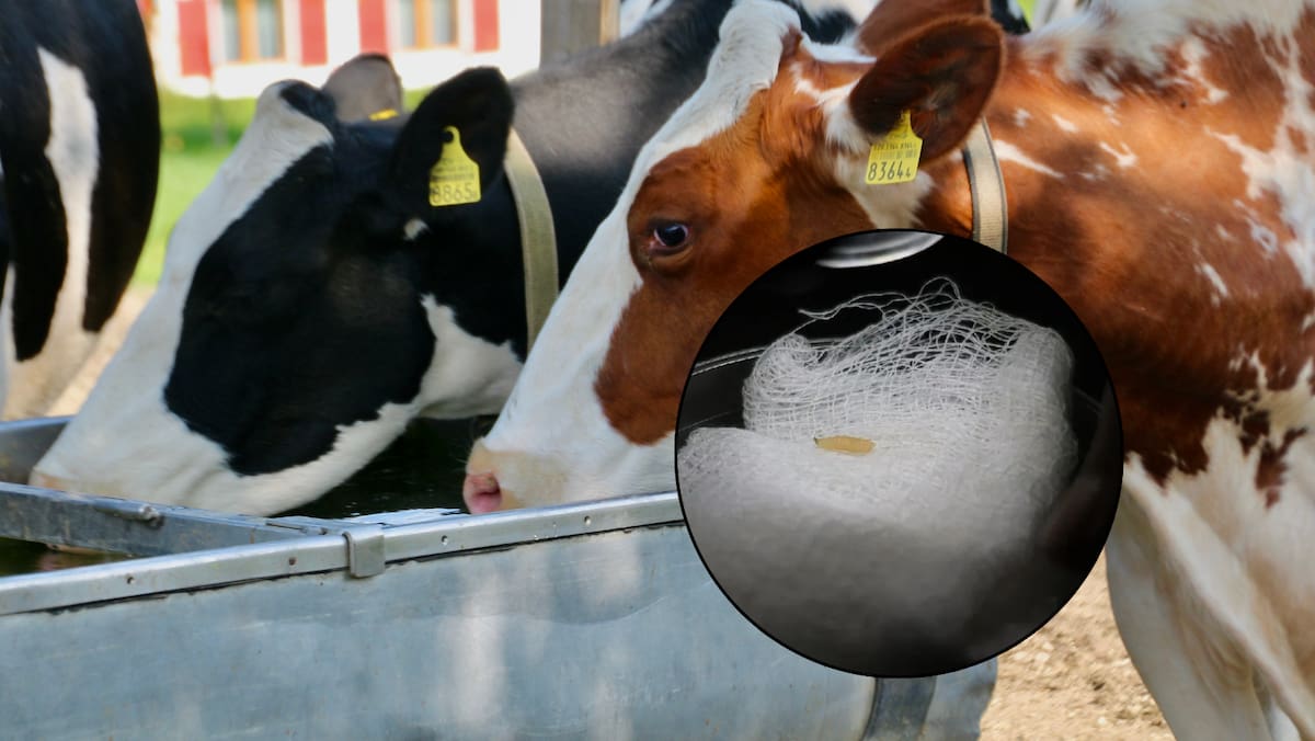 El gusano barrenador es la larva de la mosca Cochliomyia hominivorax. Foto: Canvas y Milenio