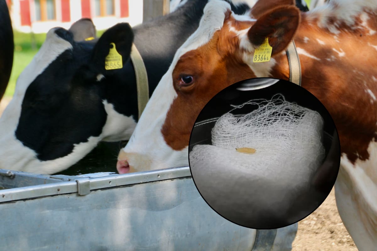Descartan casos humanos de gusano barrenador en el Estado de México