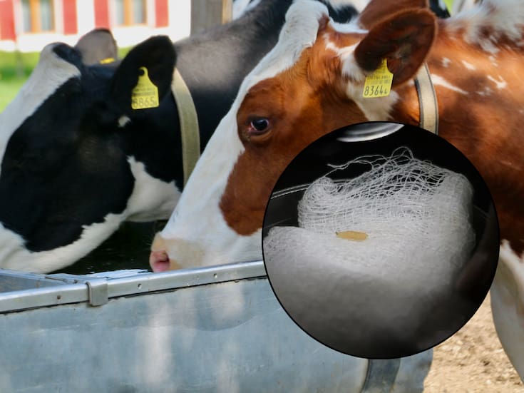 Descartan casos humanos de gusano barrenador en el Estado de México