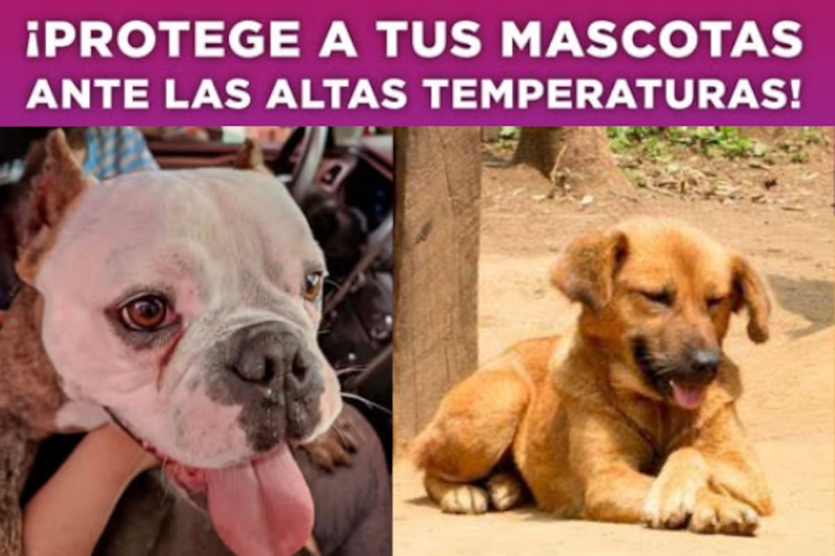 De esta forma puedes proteger a tus mascotas del calor, según la Secretaría de Salud