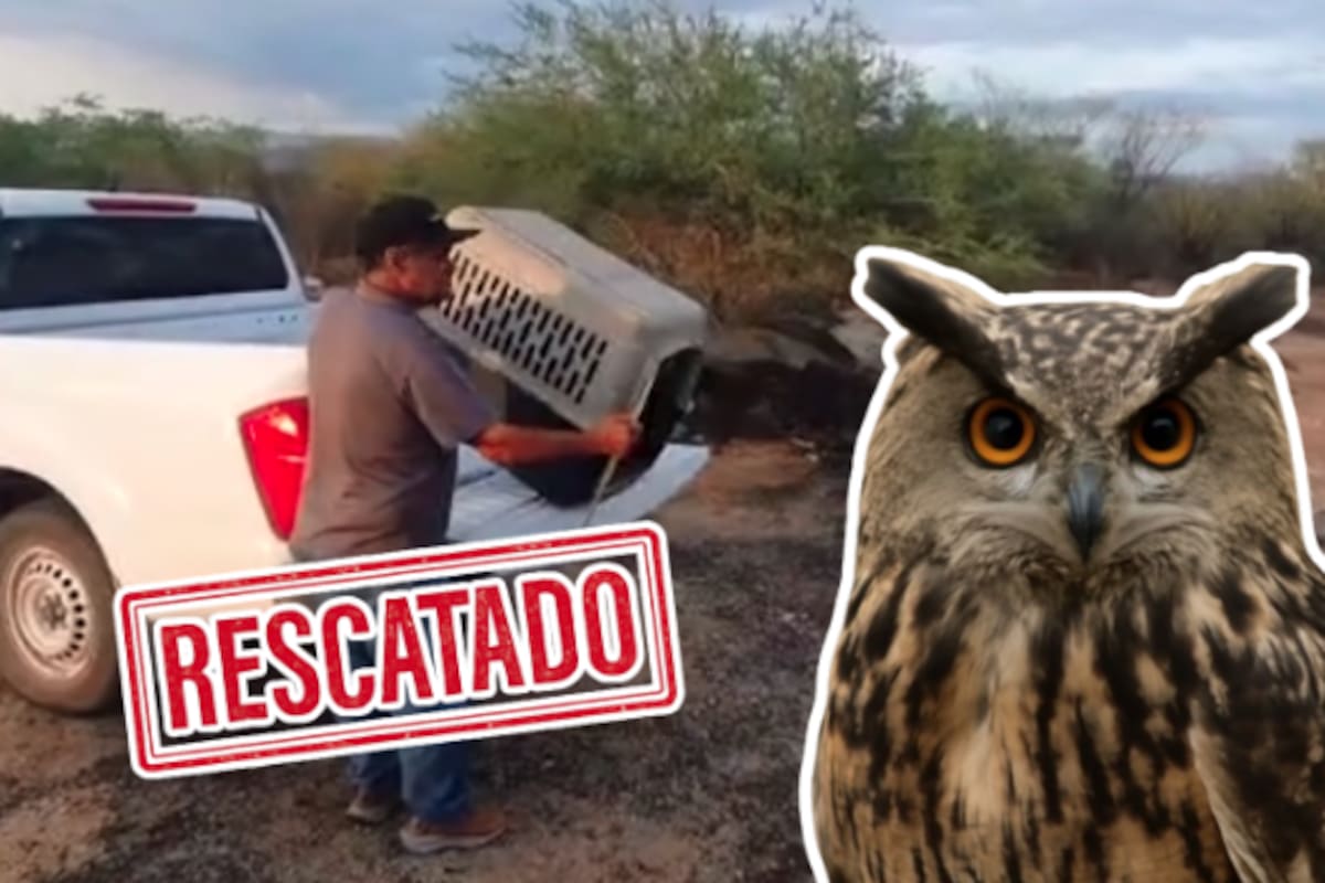 Rescatan y liberan a búho cornudo lesionado en Los Cabos; Profepa confirma que pudo volver a volar