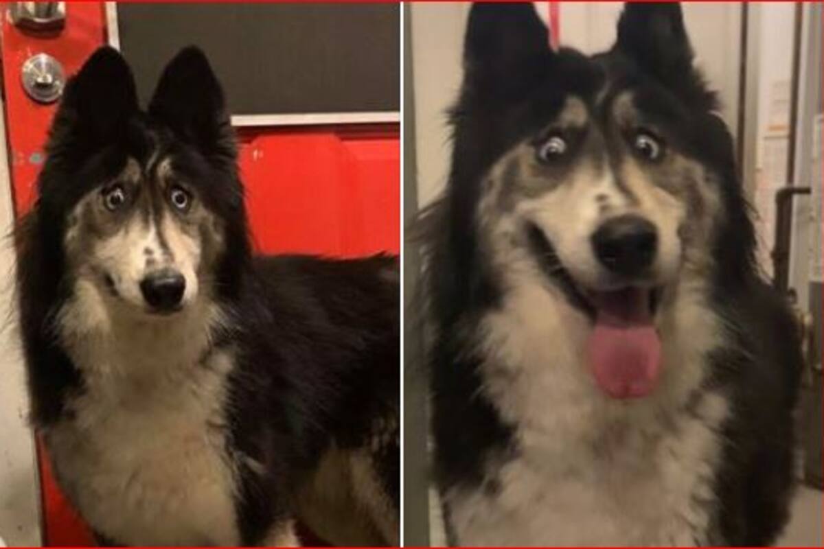 Perrita husky que fue despreciada por ser bizca encuentra un hogar para siempre