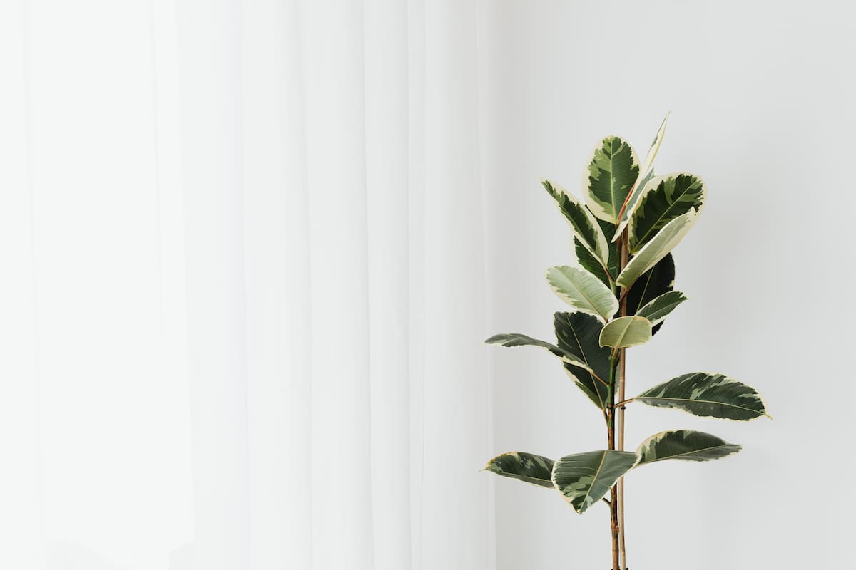 Algunas plantas de interior pueden adaptarse al dormitorio según la cantidad de luz disponible y la presencia de mascotas. Foto: Pexels