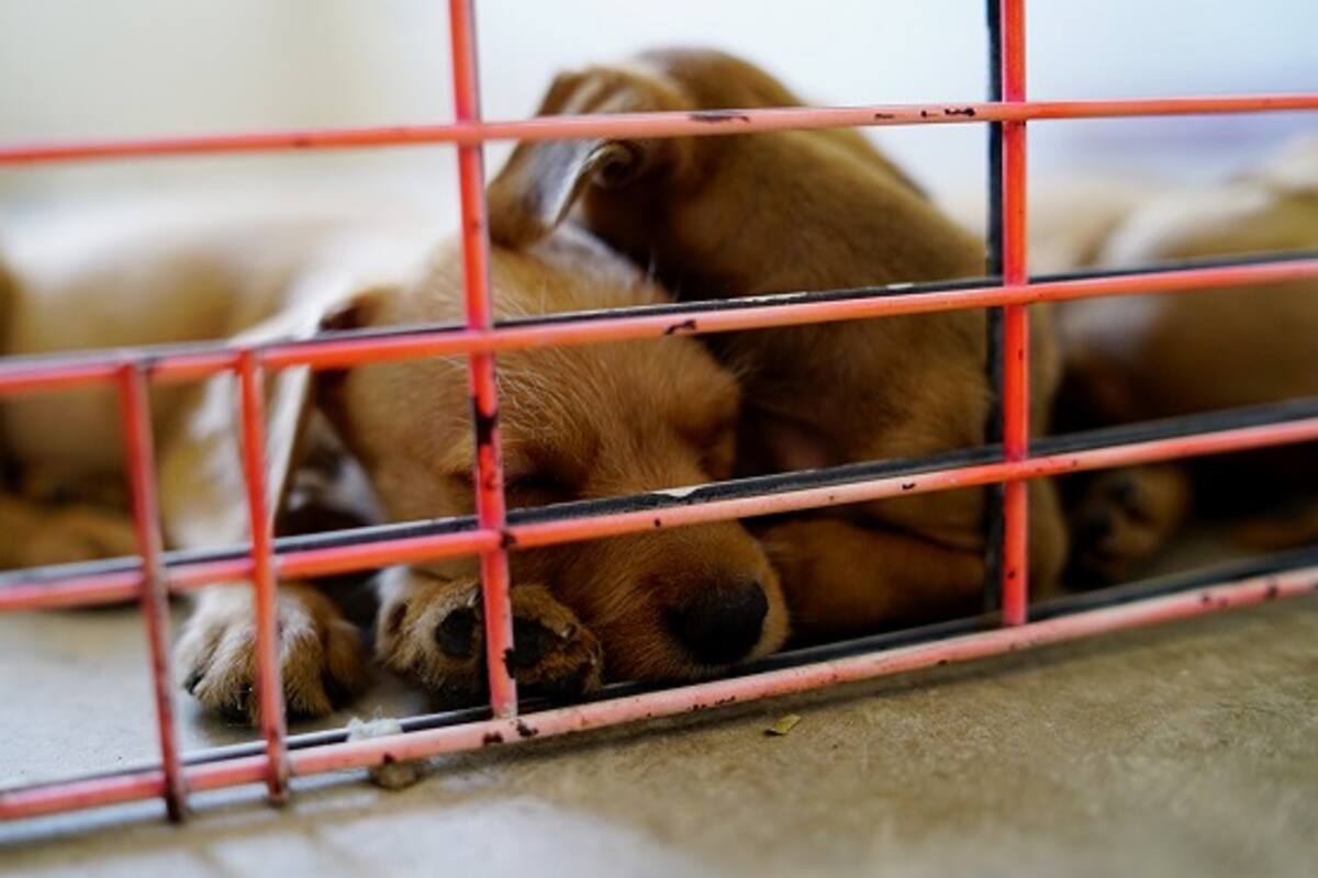 Policía de El Centro arresta a hombre por crueldad animal