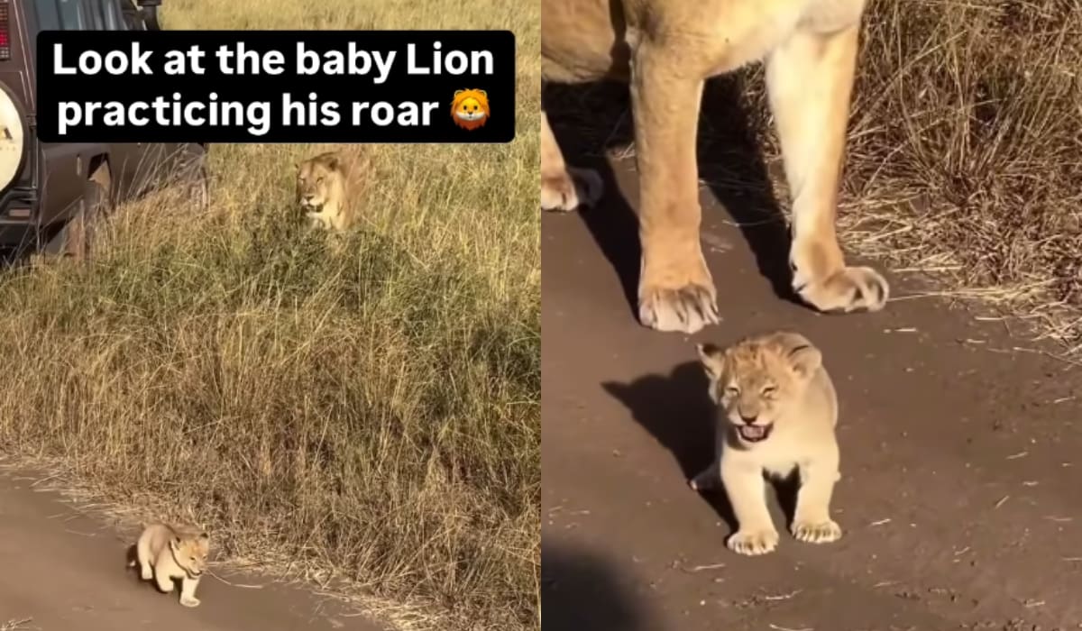 Jason Baker, vicepresidente sénior de People for the Ethical Treatment of Animals (PETA), condenó la práctica: “Separar a los cachorros de león de sus madres para que los comensales puedan tocarlos durante el té de la tarde es explotación, no entretenimiento.