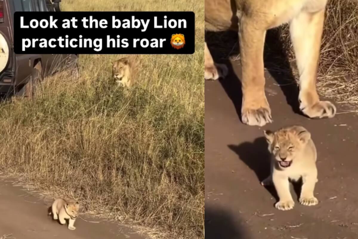 Cachorro de león causa sensación en redes al dar sus primeros rugidos frente a los fotógrafos