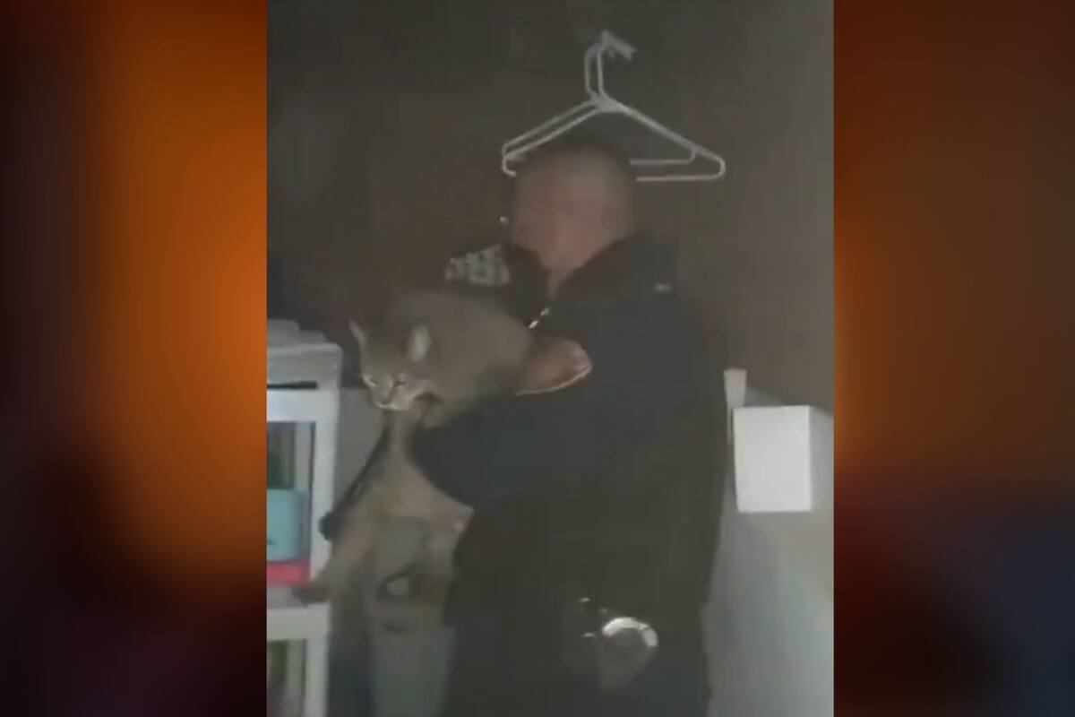 CDMX: Rescatan a un gatito encerrado en una casa durante incendio en la Benito Juárez