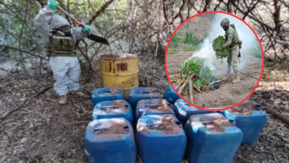Megaoperativo en Sinaloa: Más de 1,500 litros de insumos para drogas sintéticas y un plantío de marihuana encontrados
