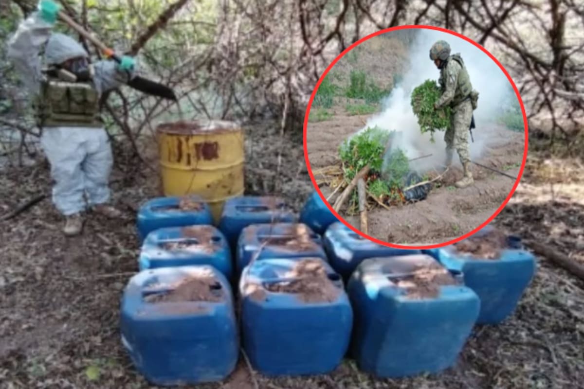 Megaoperativo en Sinaloa: Más de 1,500 litros de insumos para drogas sintéticas y un plantío de marihuana encontrados