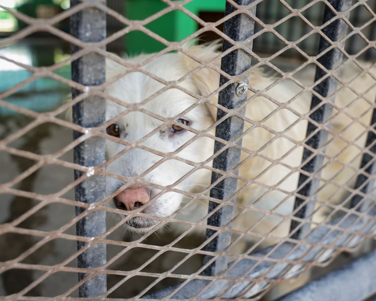 Las multas por maltrato animal en Mexicali aumentaron 89.8% durante los primeros siete meses de 2026, de acuerdo con datos de la Unidad Ecológica de la DSPM. Foto: Said Morones.