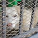 Dejar mascotas amarradas o sin sombra es sancionable en Mexicali; multas aumentan casi 90%