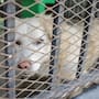 Dejar mascotas amarradas o sin sombra es sancionable en Mexicali; multas aumentan casi 90%