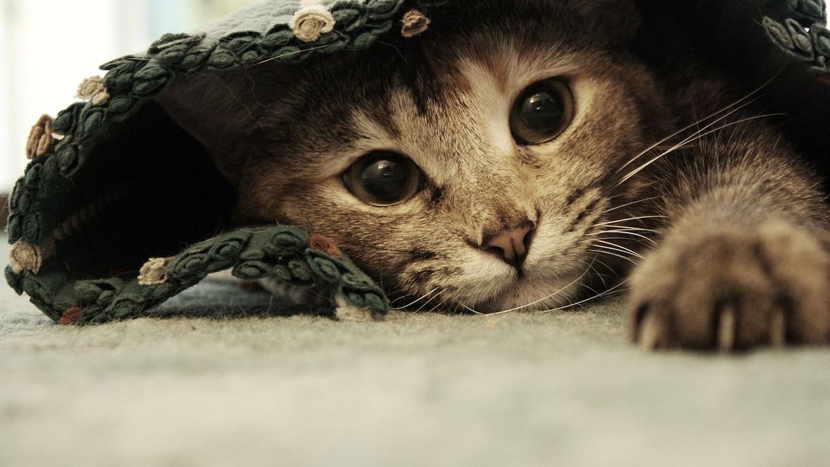 Por qué jugar es esencial para tu gato y qué beneficios le aporta | Foto: Especial (canva)