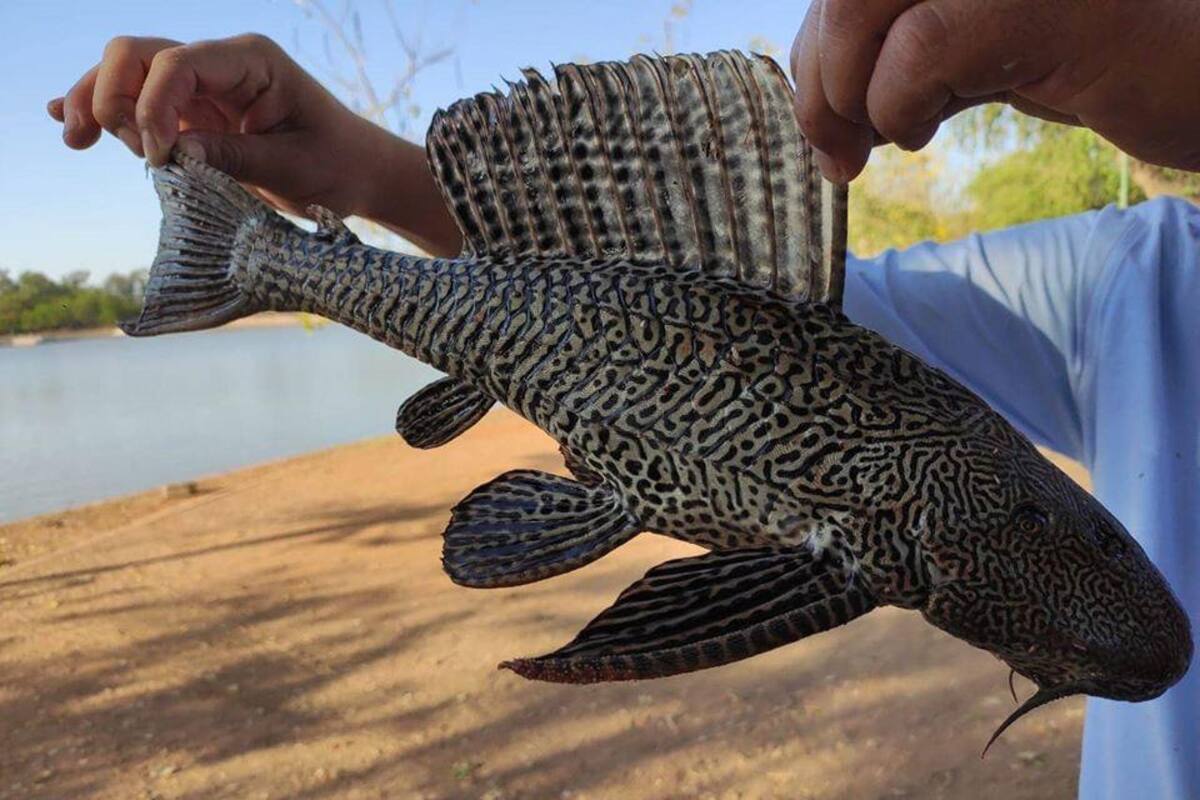 Disminuye la población de pez diablo en la Laguna del Náinari