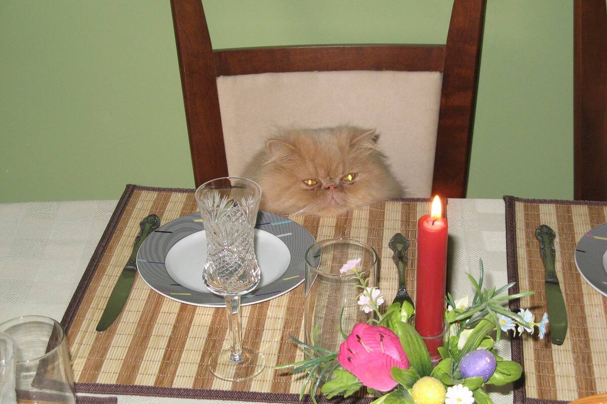 Quince personas se contagian de Covid-19 tras asistir a cumpleaños de gato