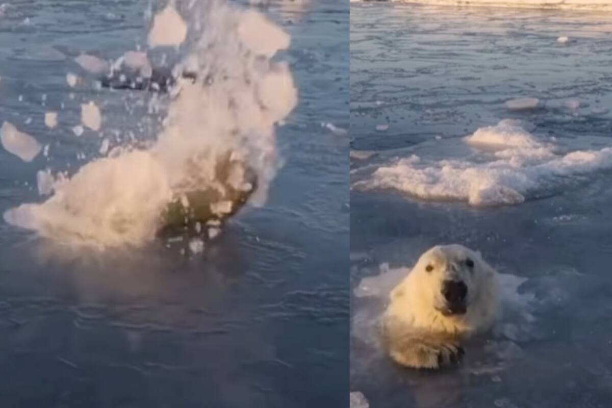 VIDEO: Oso polar rompe la capa de hielo para tomar un respiro en el momento exacto