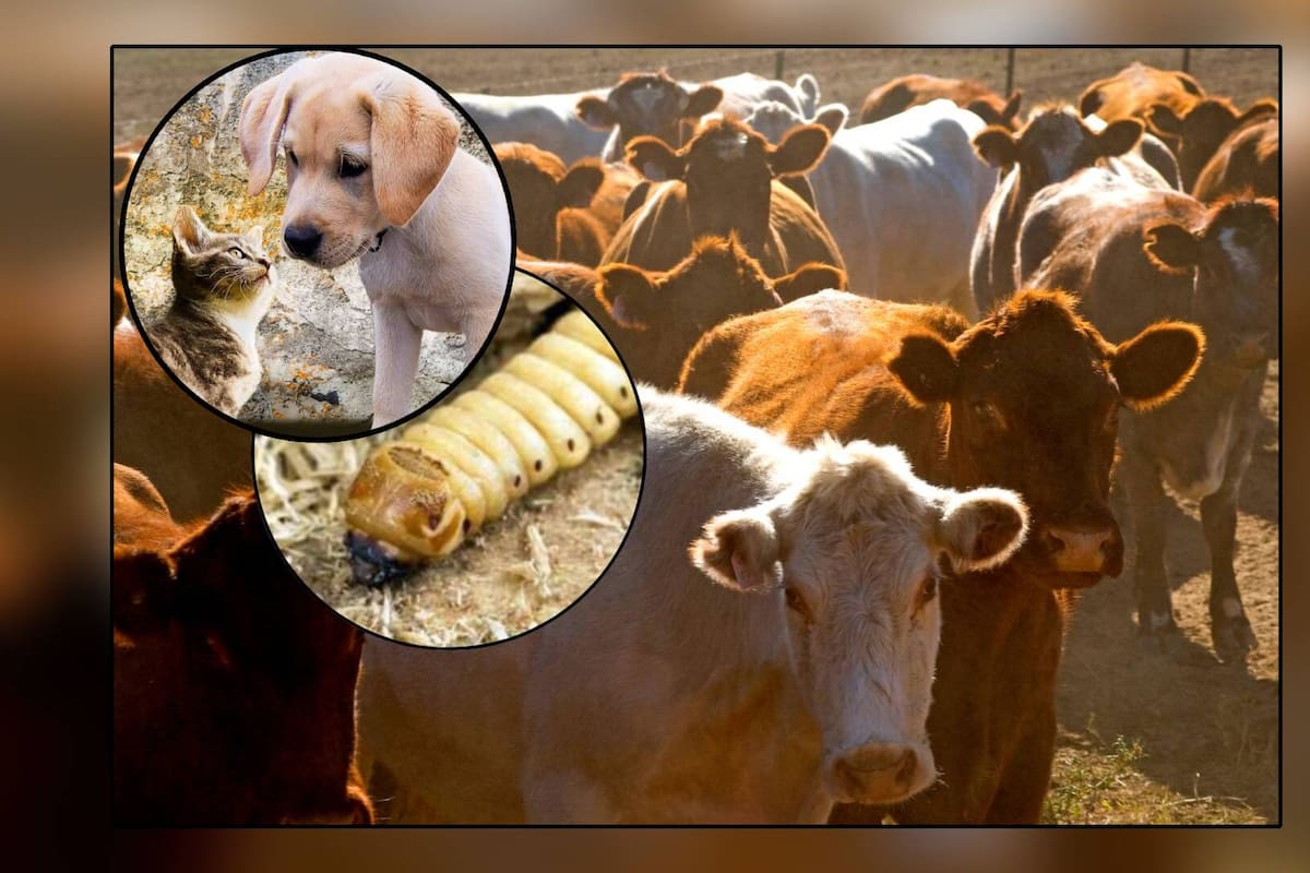 México endurece combate contra el gusano barrenador y lo extiende a TODO el País con medidas aplicables hasta a mascotas como perros y gatos, susceptibles de contraer la plaga