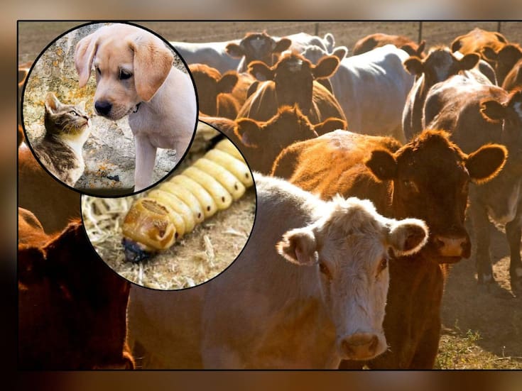 México endurece combate contra el gusano barrenador y lo extiende a TODO el País con medidas aplicables hasta a mascotas como perros y gatos, susceptibles de contraer la plaga