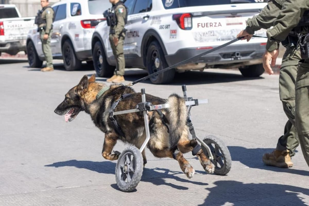 Agente canino “Vico” se retira de la FESC por enfermedad degenerativa