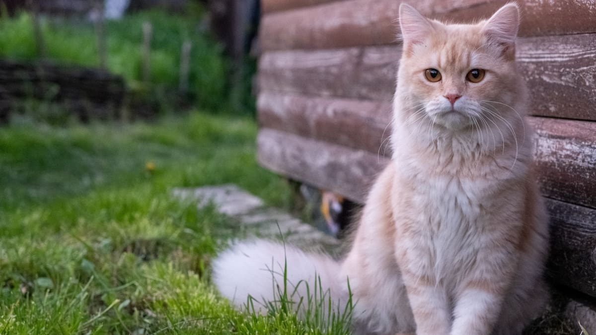 Solo personas autorizadas podrán alimentar animales en la vía pública bajo reglas establecidas por los ayuntamientos. Foto: Canva