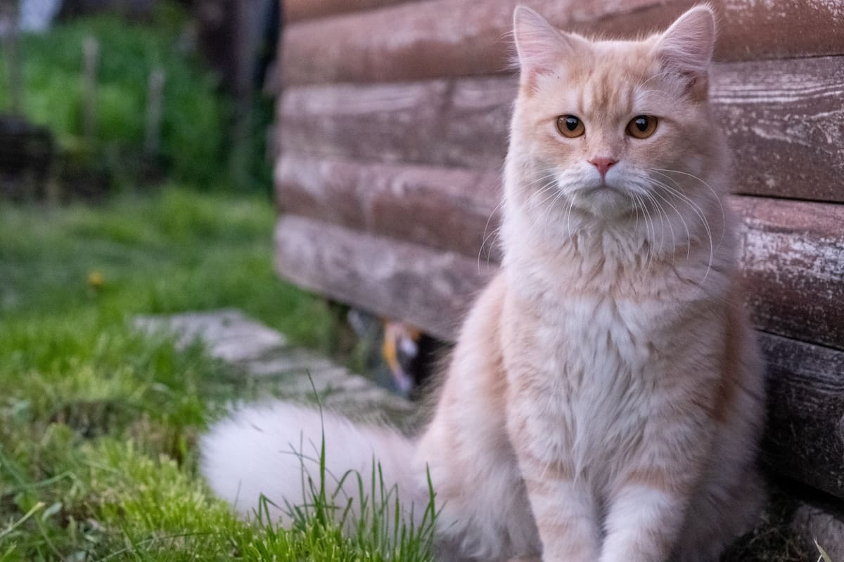Cómo adoptar un gato de forma responsable: guía práctica para su adaptación y bienestar