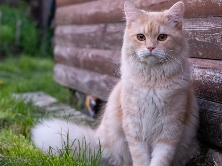 Cómo adoptar un gato de forma responsable: guía práctica para su adaptación y bienestar