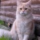 Cómo adoptar un gato de forma responsable: guía práctica para su adaptación y bienestar