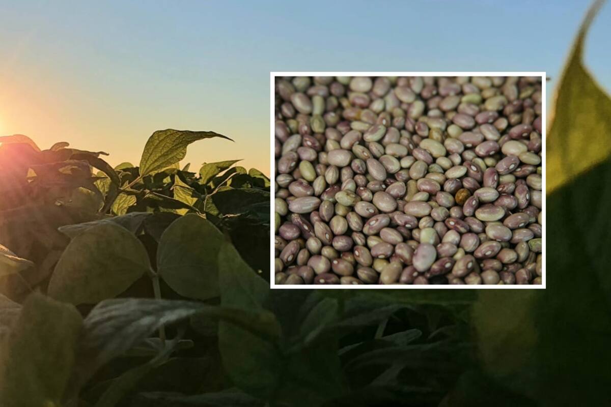 ¡Otro golpe al bolsillo!: Prevén aumente precio del frijol por escasez