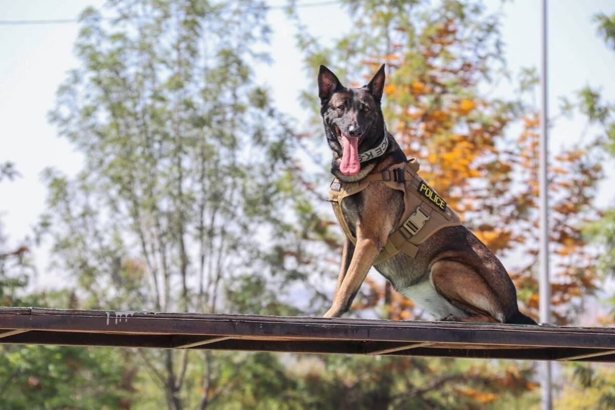 Oficiales y agentes caninos: El dúo perfecto