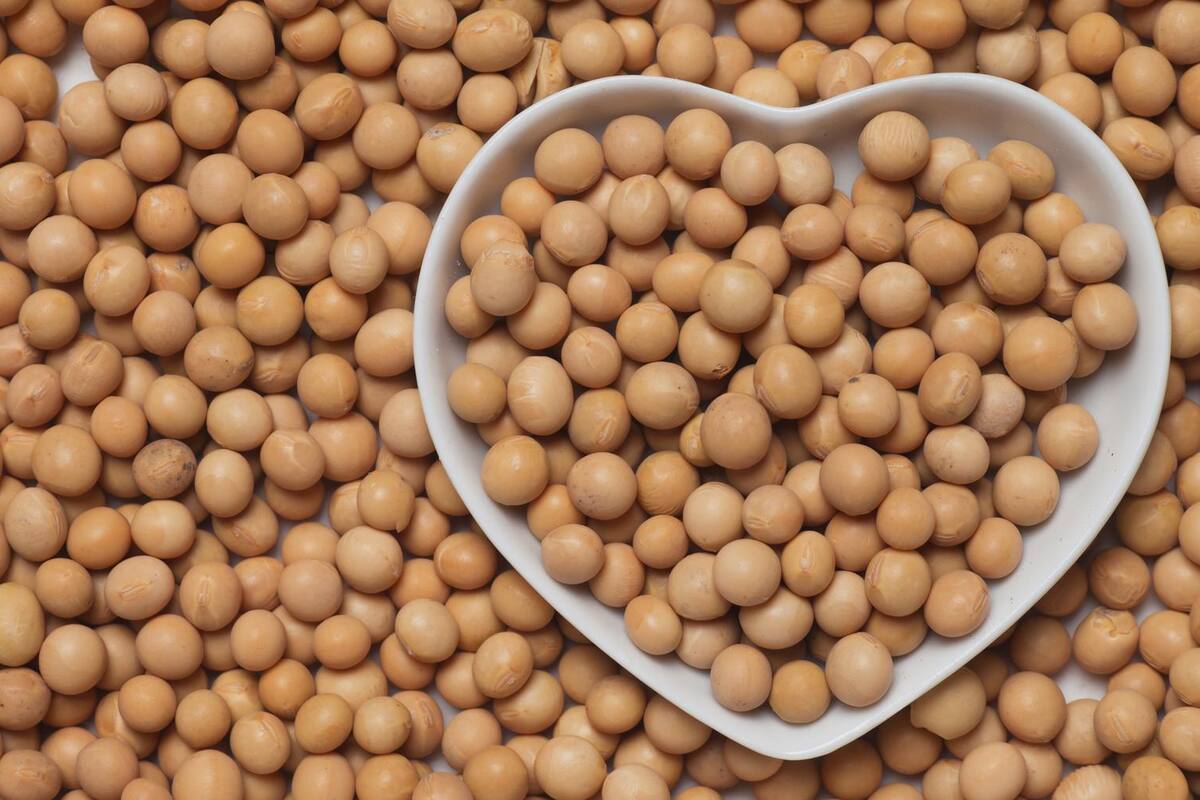 ¿Por qué es tan popular la soya?