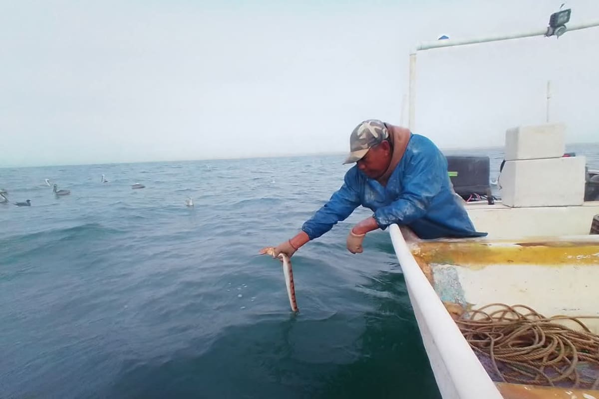 Pescadores de San Felipe denuncian afectaciones por vedas y medidas de conservación